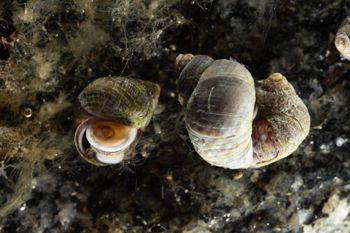 Media type: image;   Malacology 413373 Description: Live specimen image, in situ.;
